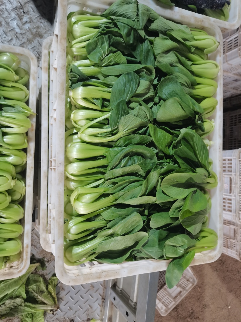 山东聊城蔬菜产地上海青大量供应