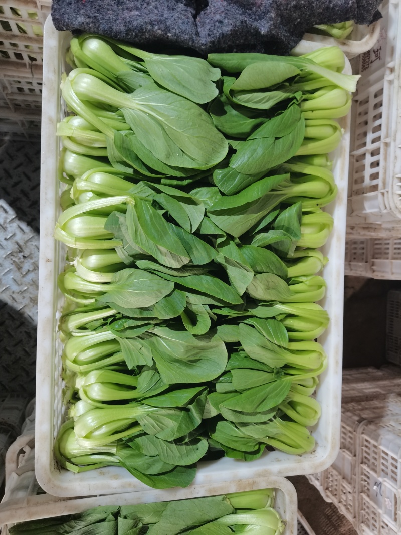 山东聊城蔬菜产地上海青大量供应
