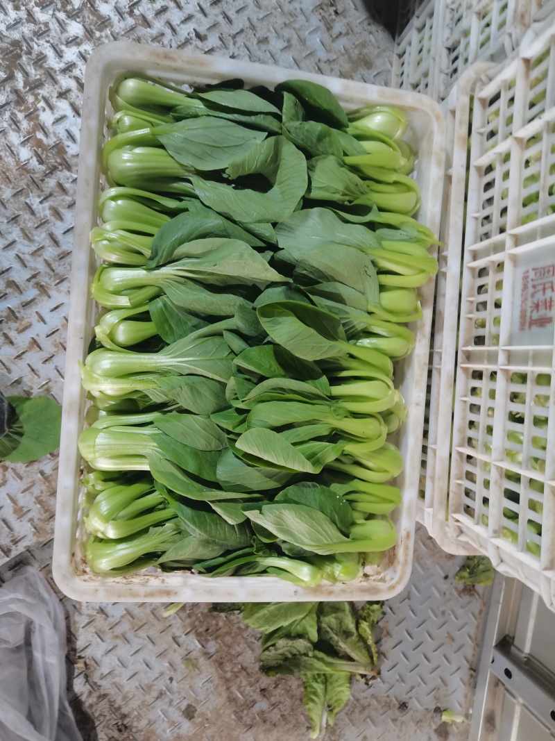 山东聊城蔬菜产地上海青大量供应
