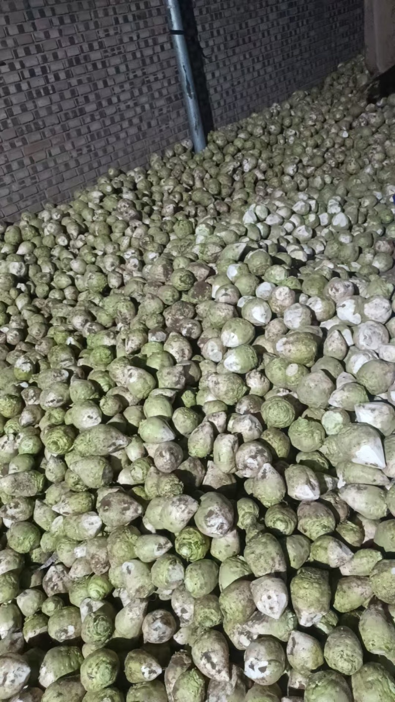 山西晋中水洗芥菜头大量有货，整车发货，视频看货欢迎致电