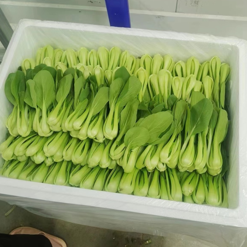 《上海青》油菜/辽宁上海青/常年供应/货源稳定/全国发货