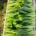 《上海青》油菜/辽宁上海青/常年供应/货源稳定/全国发货