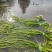 卖水海菜