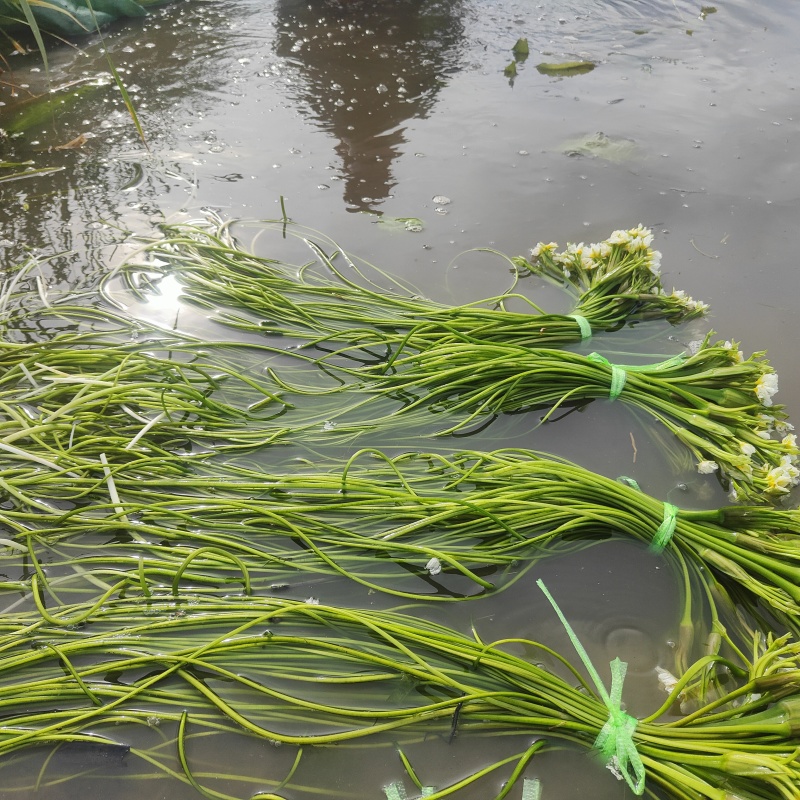 卖水海菜