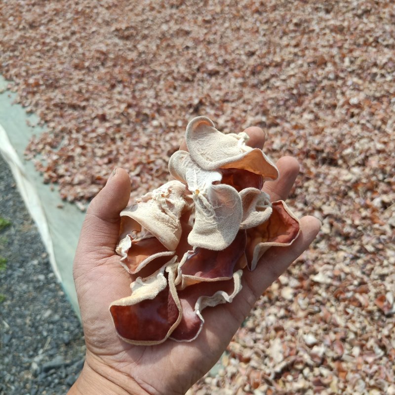 粉木耳大片欢迎加工厂电商前来合作农场直销大量现货