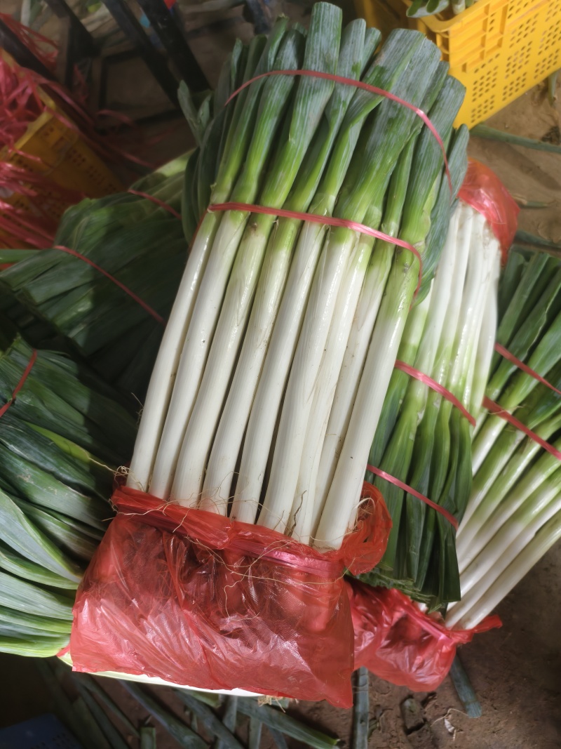 杭州萧山精品新鲜大葱