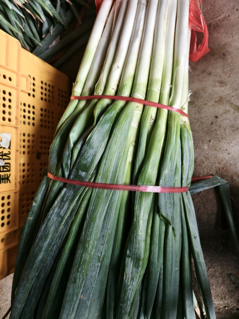 杭州萧山精品新鲜大葱