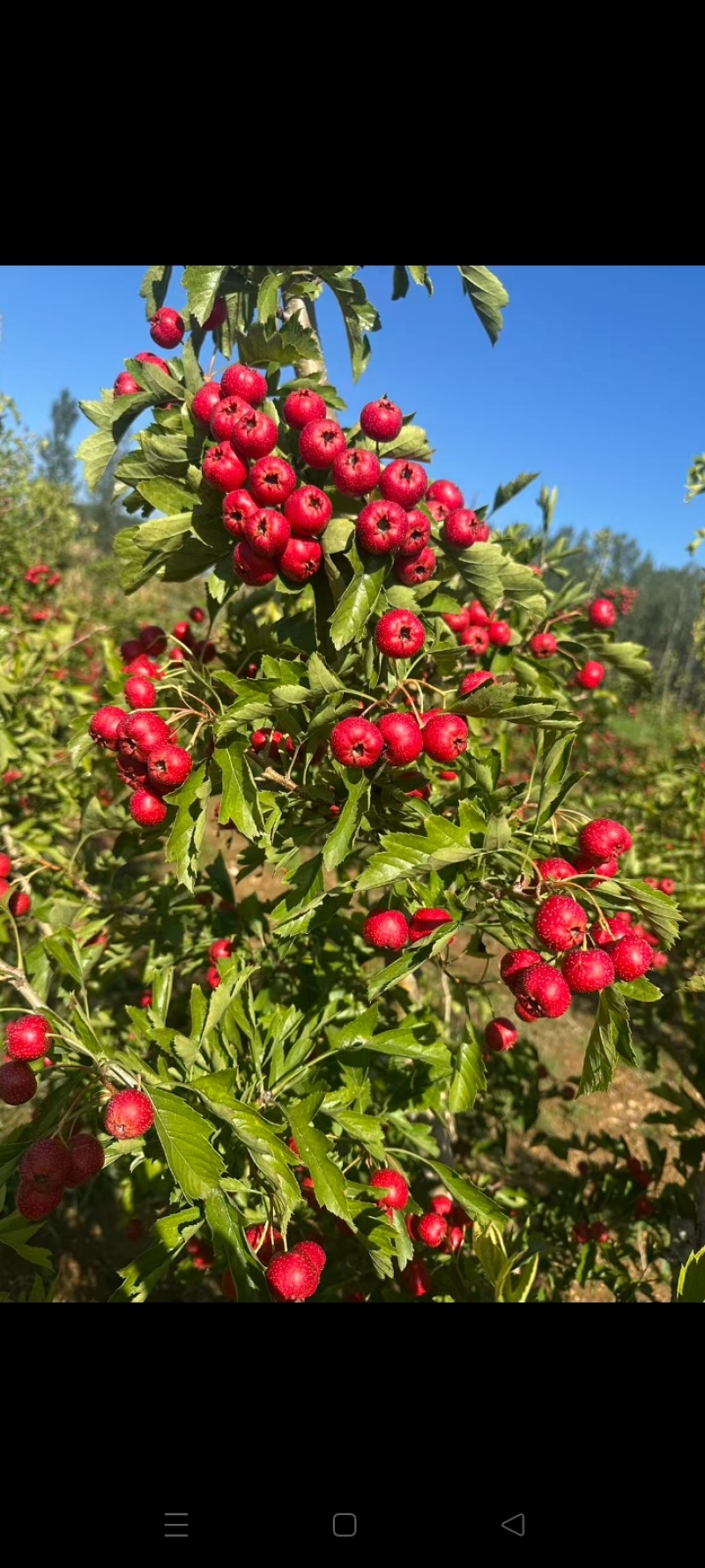沂蒙山甜红子山楂