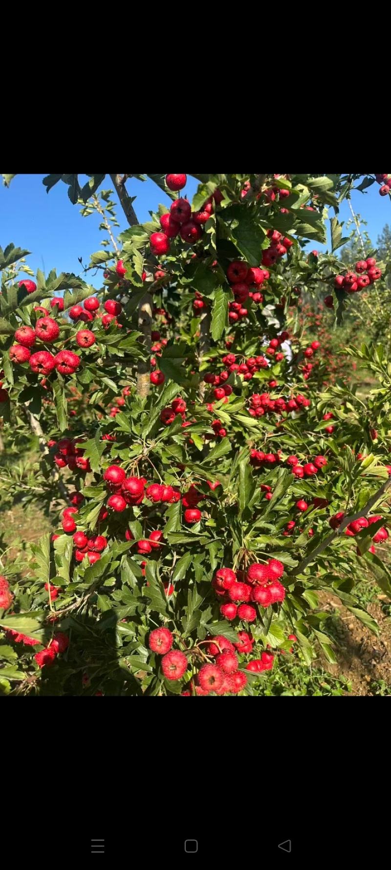 沂蒙山甜红子山楂