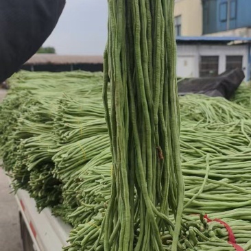精品青条豆角大量供货产地现摘现发对接市场商超社区团购