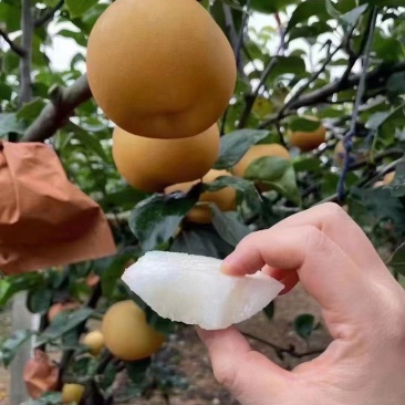 种植户。一手货源