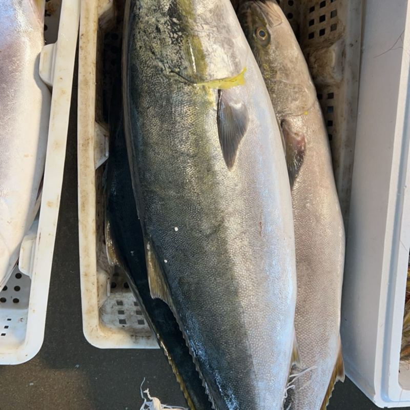 大连本地炮弹