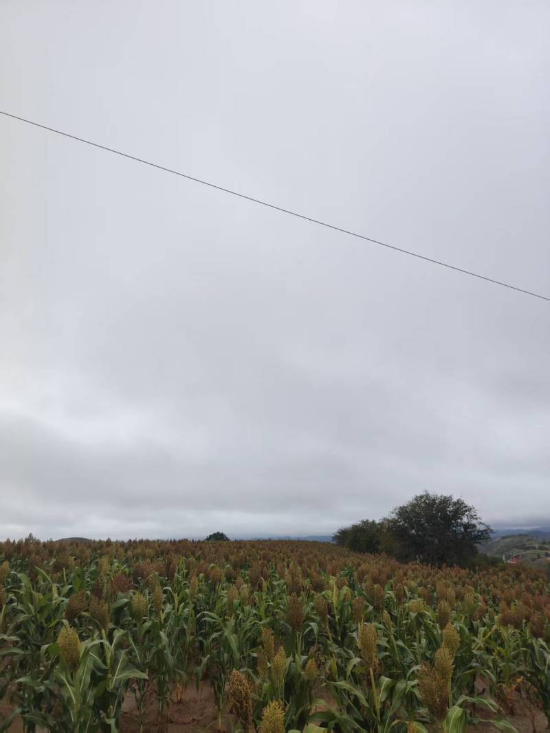 红高粱2000亩