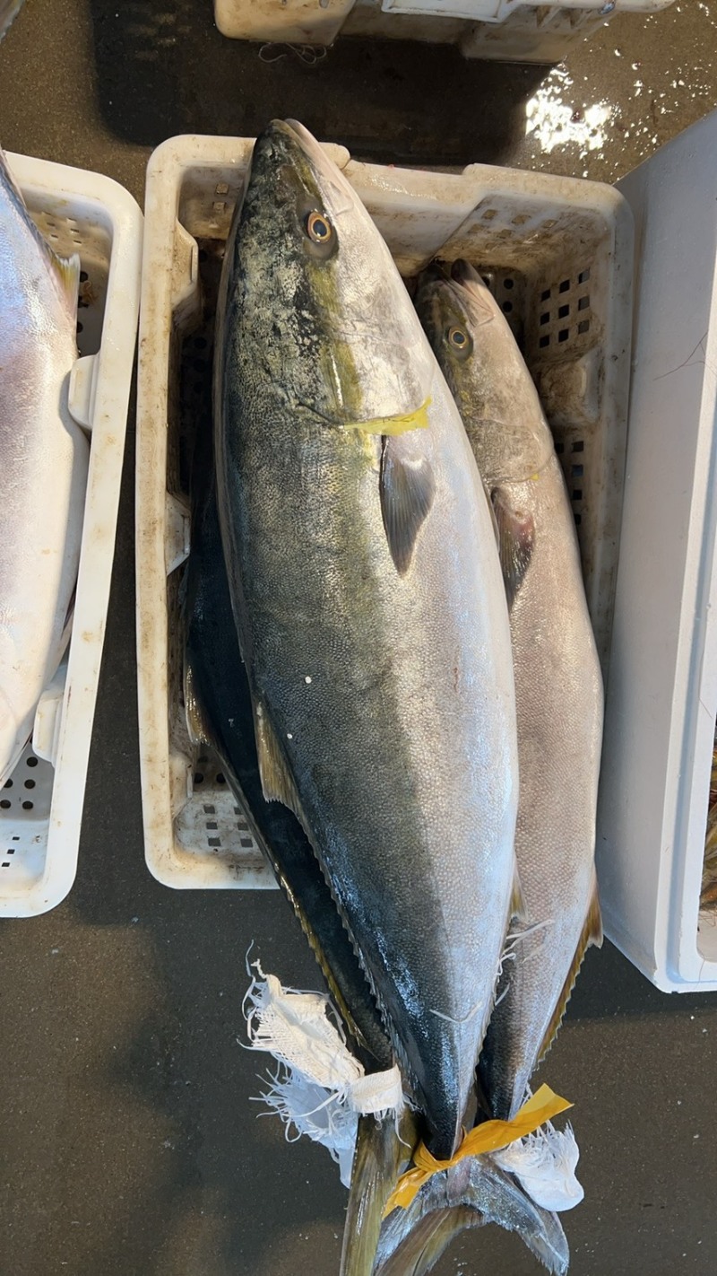大连本地炮弹