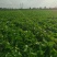 白菜60白菜基地种植质量好量大从优发货全国