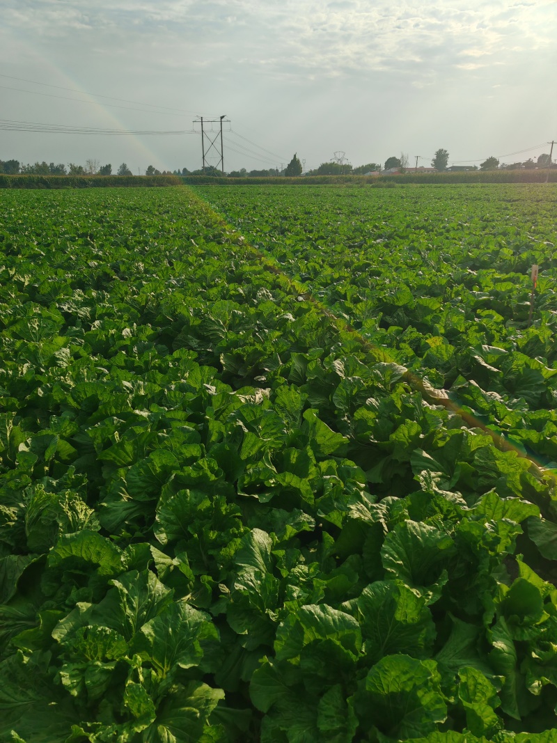 白菜60白菜基地种植质量好量大从优发货全国