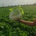 白菜60白菜基地种植质量好量大从优发货全国
