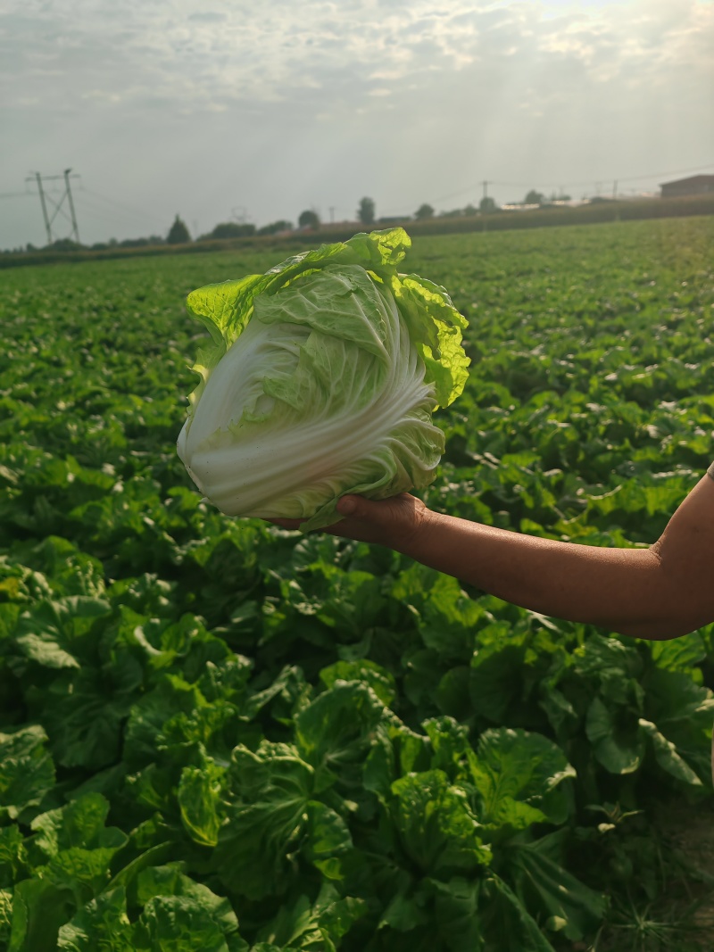 白菜60白菜基地种植质量好量大从优发货全国