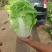 白菜60白菜基地种植质量好量大从优发货全国