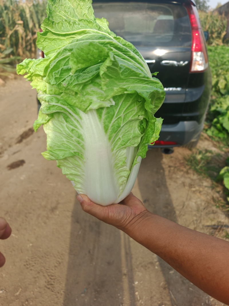 白菜60白菜基地种植质量好量大从优发货全国