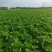 白菜60白菜基地种植质量好量大从优发货全国