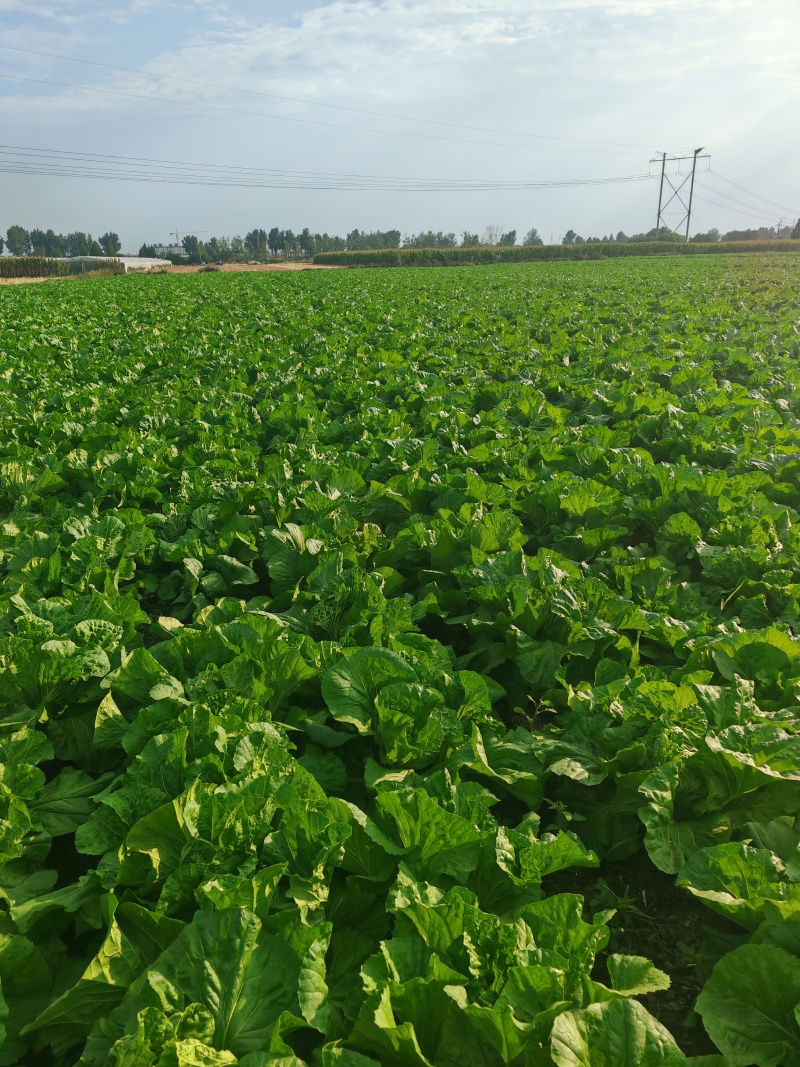 白菜60白菜基地种植质量好量大从优发货全国