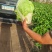 白菜60白菜基地种植质量好量大从优发货全国