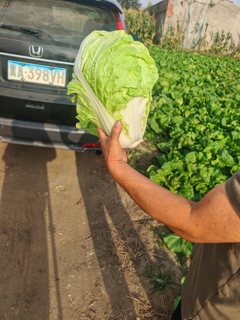 白菜60白菜基地种植质量好量大从优发货全国