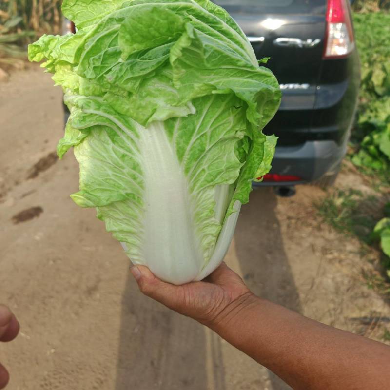 白菜60白菜基地种植质量好量大从优发货全国