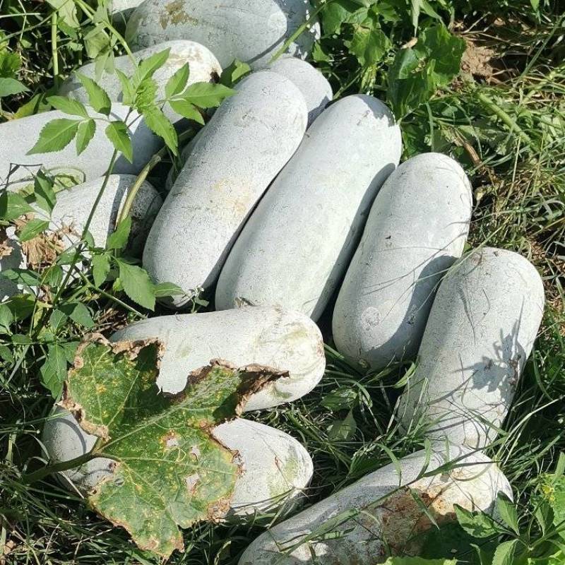 白粉皮毛节瓜（小米冬瓜）大量上市工厂货市场货大量供应