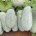 白粉皮毛节瓜（小米冬瓜）大量上市工厂货市场货大量供应