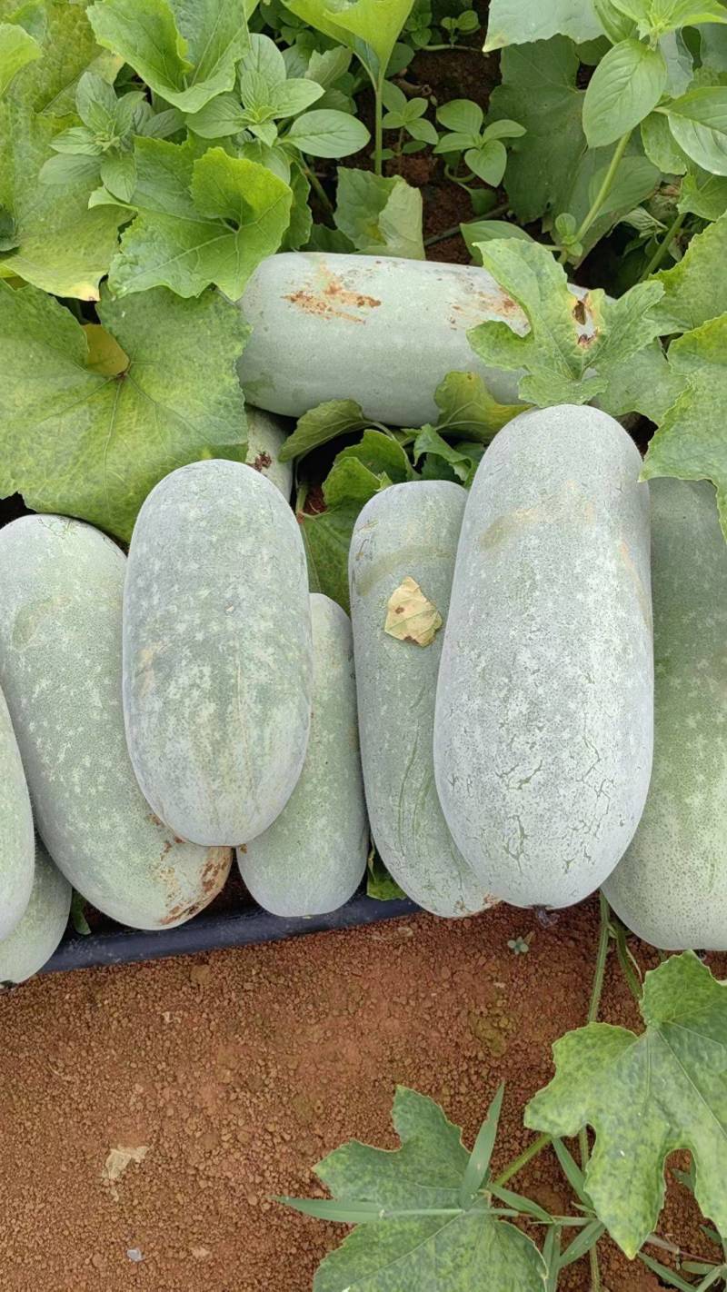 白粉皮毛节瓜（小米冬瓜）大量上市工厂货市场货大量供应