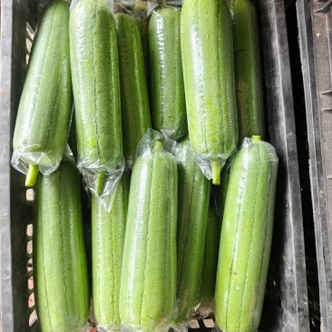 水丝瓜长25cm，口感好微甜丝滑爽爽口老少皆宜