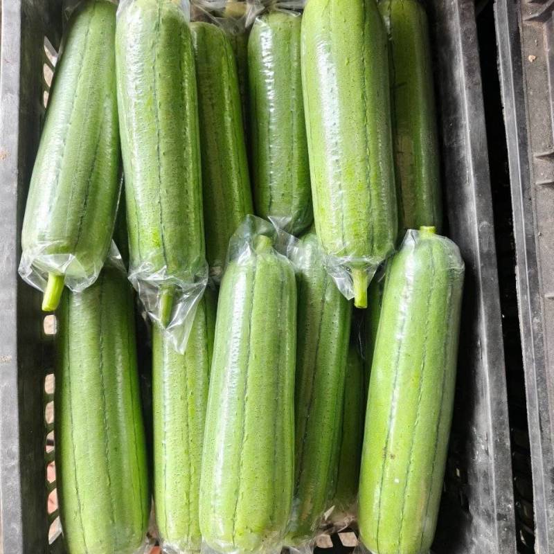 水丝瓜长25cm，口感好微甜丝滑爽爽口老少皆宜