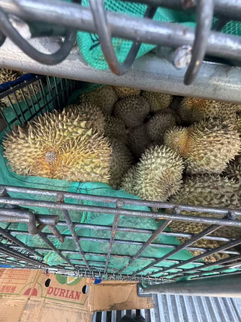 金枕榴莲金枕头榴莲散果产地直发品质保障对接全国等