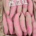 蜜薯西瓜红玫瑰红冀26烟25大量供应代发全国