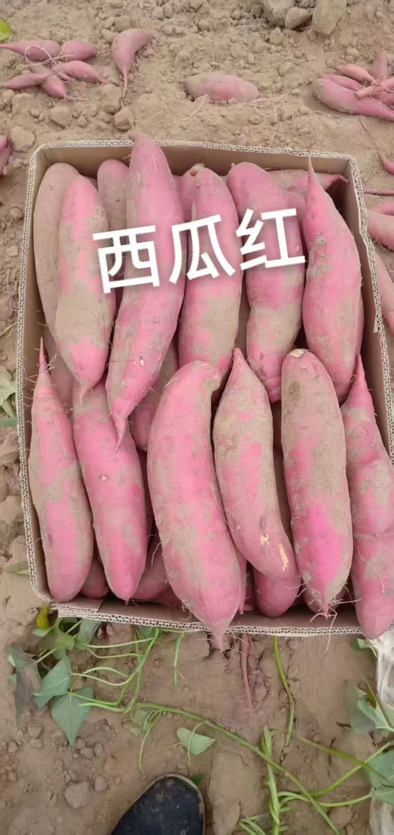 蜜薯西瓜红玫瑰红冀26烟25大量供应代发全国