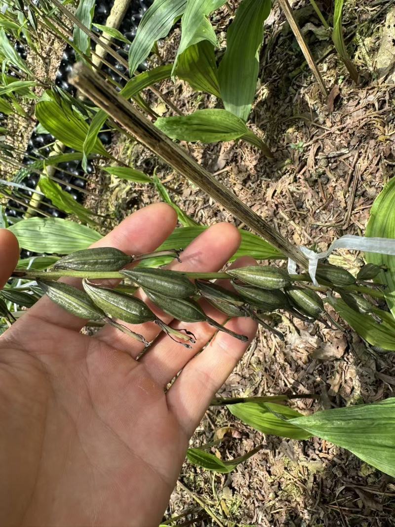 正宗贵州紫花毛慈菇果夹，原产地发货，欢迎现场来购。