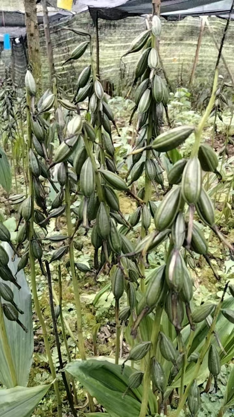 正宗贵州紫花毛慈菇果夹，原产地发货，欢迎现场来购。