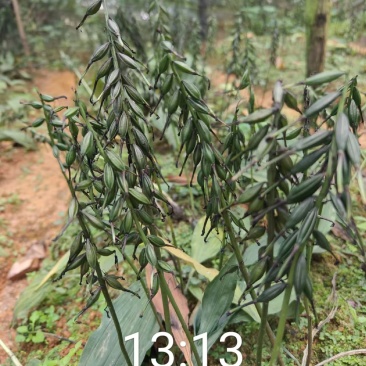 正宗贵州紫花毛慈菇果夹，原产地发货，欢迎现场来购。