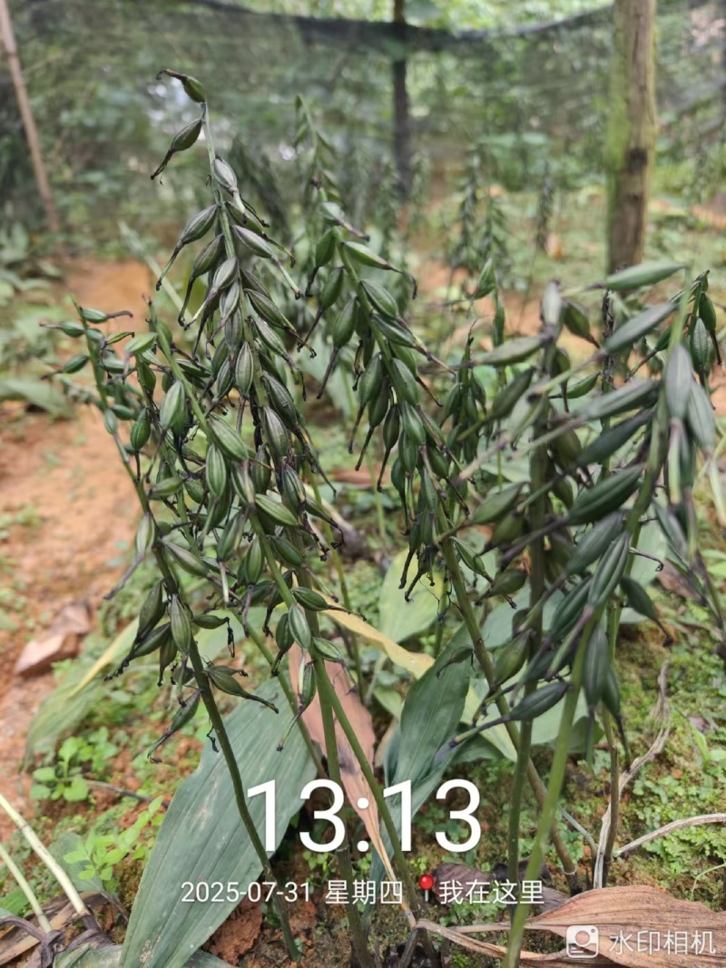 正宗贵州紫花毛慈菇果夹，原产地发货，欢迎现场来购。