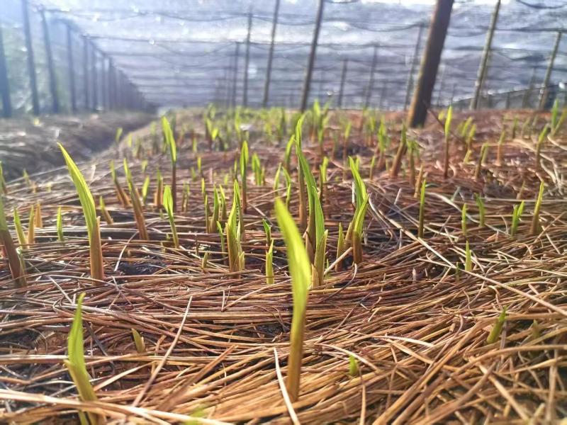 毛慈菇种苗，纯贵州紫花毛慈菇，当年直播苗