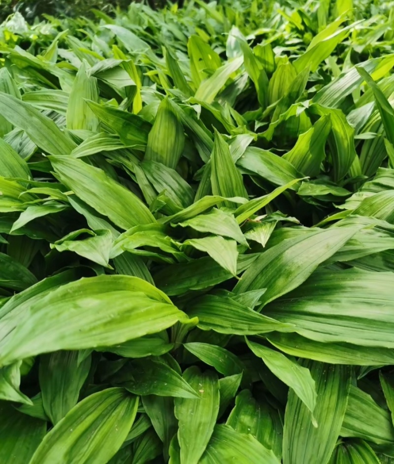 毛慈菇种苗，纯贵州紫花毛慈菇，当年直播苗