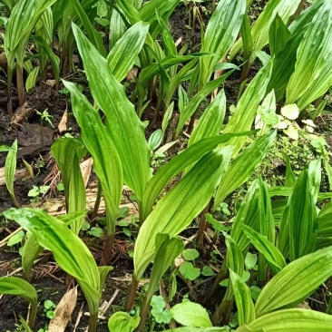 毛慈菇种苗，纯贵州紫花毛慈菇，当年直播苗