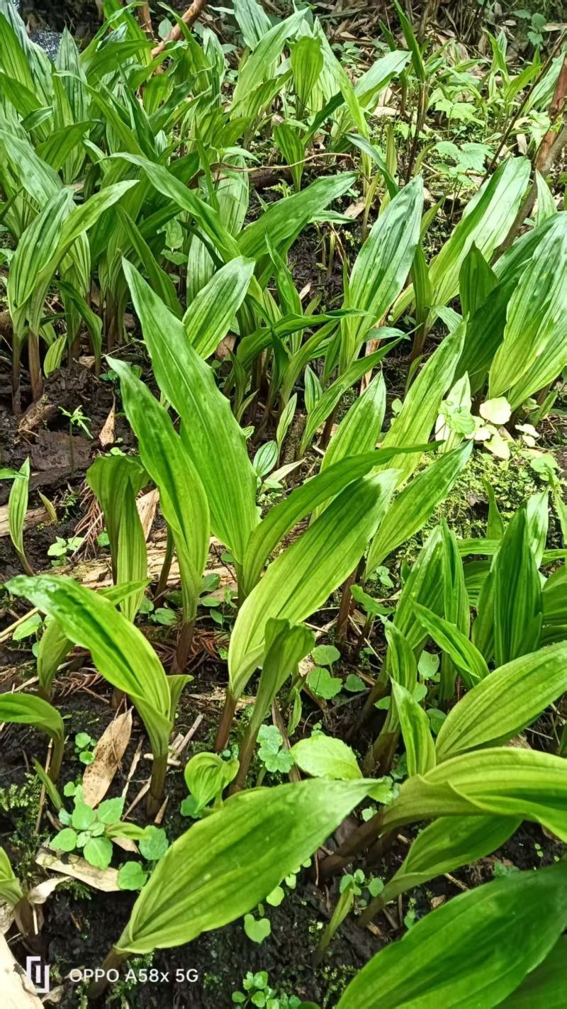 毛慈菇种苗，纯贵州紫花毛慈菇，当年直播苗