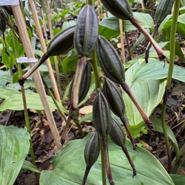 贵州紫花毛慈菇种苗，包技术，包回收，当年直播苗