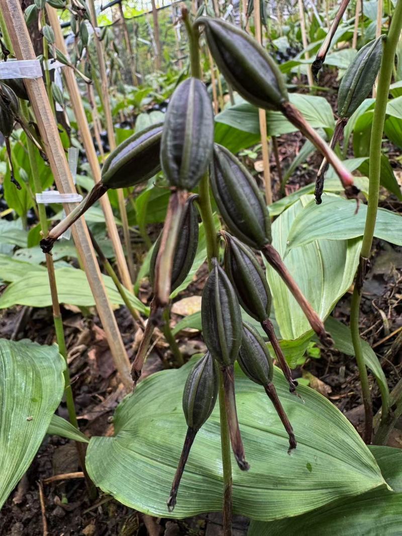 贵州紫花毛慈菇种苗，包技术，包回收，当年直播苗