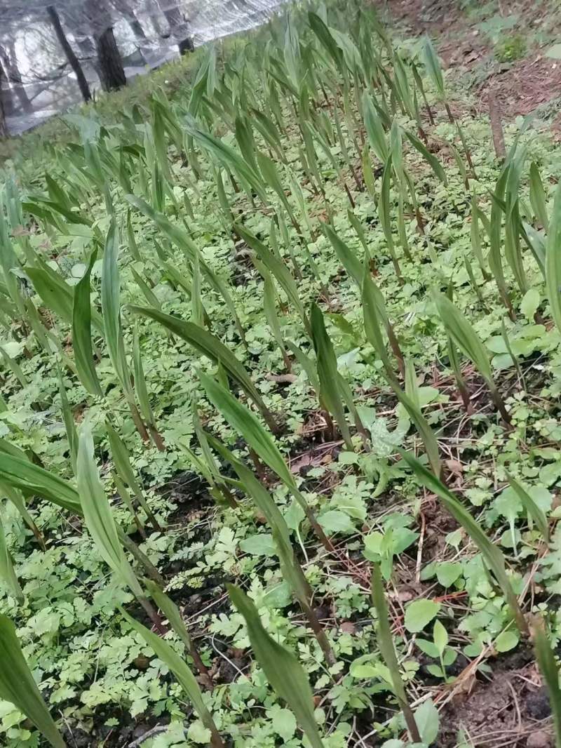 贵州紫花毛慈菇种苗，包技术，包回收，当年直播苗