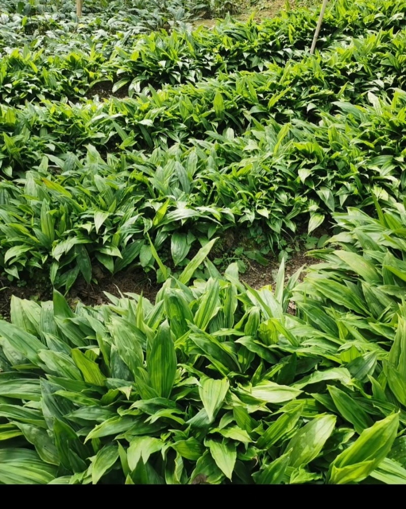 贵州紫花毛慈菇种苗，包技术，包回收，当年直播苗