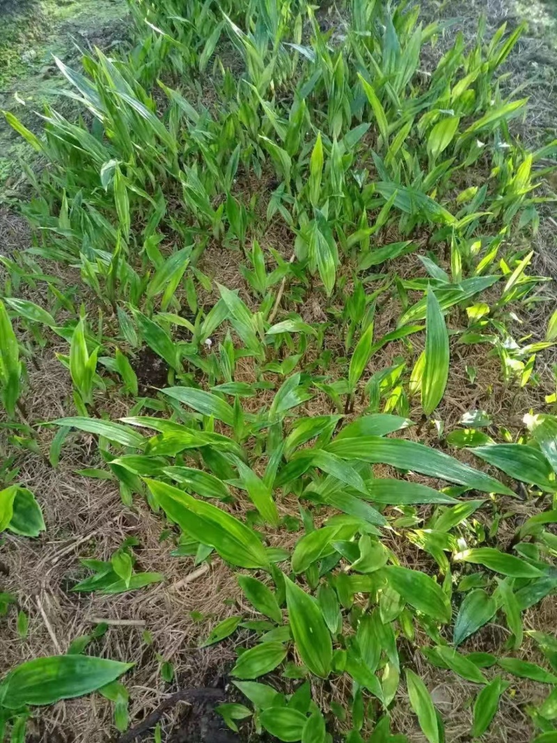 贵州紫花毛慈菇种苗，包技术，包回收，当年直播苗
